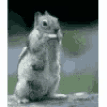 Squirrel GIF