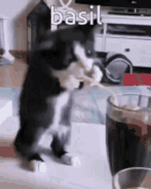 Basil Cat GIF - Basil Cat Drink GIFs