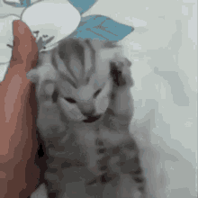 Cat Kitten GIF