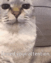 Attention Please GIF - Attention Please GIFs