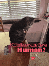 a cat sitting on a table with the words did u lose your keys human