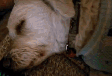 Sleeping Dog GIF - Sleeping Dog GIFs