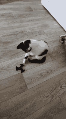 Kitten Fidget Spinner GIF - Kitten Fidget Spinner Play GIFs