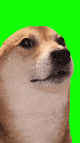 a close up of a dog 's face against a green screen