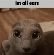 a close up of a cat with the words im all ears below it