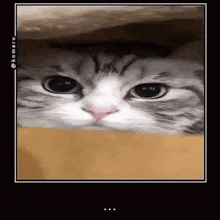 a close up of a cat 's face looking out of a box