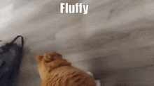 Cat Fluffy GIF - Cat Fluffy Orange Cat GIFs