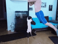 Cat Pole Dancing GIF - Cat Pole Dancing Spin GIFs