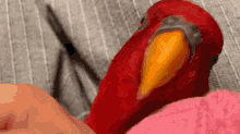 Red Birb Gumi Chan GIF - Red Birb Gumi Chan Gumi Bird GIFs