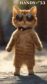 a cat wearing sunglasses and a collar has the number 53 on the bottom right