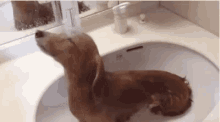狗狗 冲凉 洗澡 GIF - Puppy Dog Take Shower GIFs