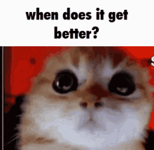 When Does It Get Better Discord Cat Caption GIF - When Does It Get Better Discord Cat Caption Depression Cat GIFs
