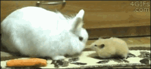 Hamster Bunny GIF - Hamster Bunny Carrot GIFs