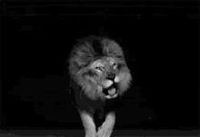 Lion Roar GIF - Lion Roar Black And White GIFs