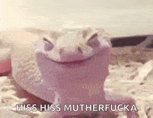 Lizard Happy GIF