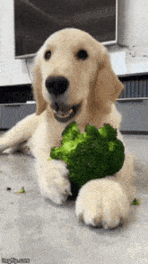 Dog Broccoli GIF - Dog Broccoli Dog Eating Broccoli GIFs