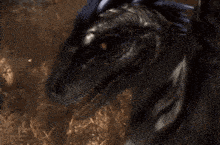a close up of a dog 's mouth with its mouth open