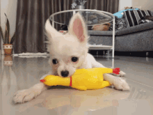 Chihuahua Dog GIF - Chihuahua Dog Chihuahua Baby GIFs