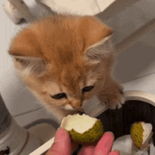 a kitten is eating a piece of ice cream from a person 's hand