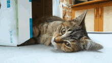 Fretka Fretka Cat GIF - Fretka Fretka Cat GIFs