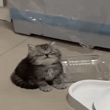 Cat Kitten GIF - Cat Kitten Grey GIFs