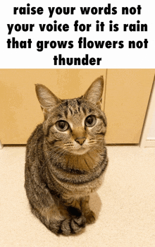 a cat with a caption that says " raise your words not your voice for it is rain that grows flowers not thunder