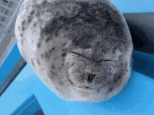 Sillychamp Baby Seal GIF - Sillychamp Baby Seal Seal Gets Silly GIFs