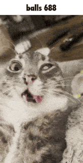 a close up of a cat with its mouth open and the text balls 888
