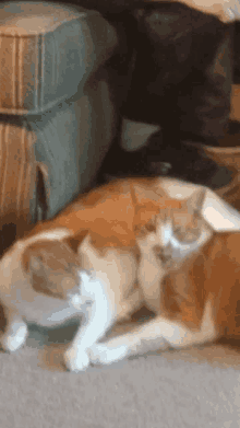 two cats are laying next to each other on the floor