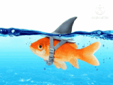 a goldfish wearing a life preserver and a shark fin