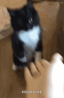 GIF