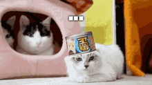 Oh Hell No Cats GIF - Oh Hell No Cats Cat GIFs