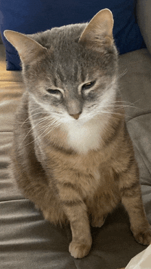 a cat is sitting on a couch and looking at the camera
