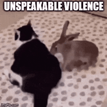 Unspeakable Violence Bunny Rabbit GIF - Unspeakable Violence Bunny Rabbit Bunny Cat GIFs