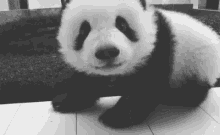 黑眼圈 大熊猫 可爱 GIF - Panda Eyes Panda Cute GIFs