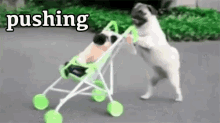 pushing dogs