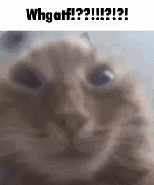 a close up of a cat 's face with the words whgaff !