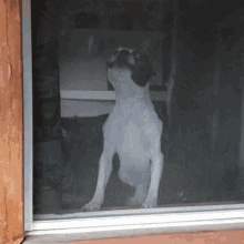 Boston Terrier Dog GIF - Boston Terrier Dog Barking GIFs