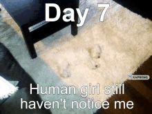 Day7hidden Dog GIF - Day7hidden Dog GIFs