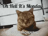 Monday Left Me Broken Cat GIF