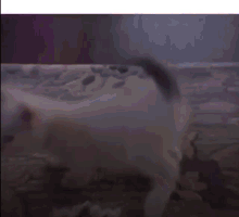 Gato Perreo GIF
