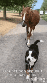 a dog is walking a horse on a leash down a dirt road .