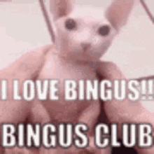 bingus cat hairless love bingus bingus club