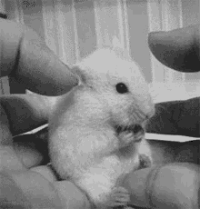 Hamster Cute GIF - Hamster Cute Fluffy GIFs