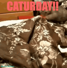 Caturday Saturday GIF - Caturday Saturday Kitty GIFs