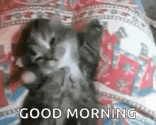 a kitten is laying on a bed and says `` good morning '' .