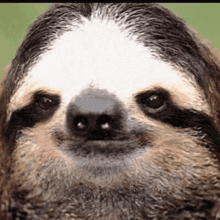 serious sloth