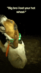 a dog with a collar that says " big bro i lost your hot wheel " on it