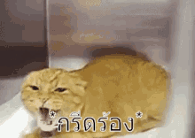 แมวร้อง เมี้ยว ร้องเมี้ยว แมวโกรธ GIF - Shouting Cat Yelling Cat Screaming Cat GIFs