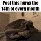 a picture of a person laying on a bed with the words post this hyrax the 14th of every month on the bottom